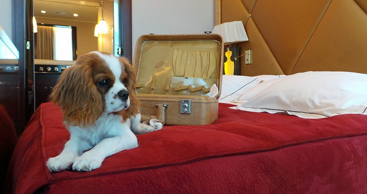 Quels hôtels acceptent votre animal de compagnie ?