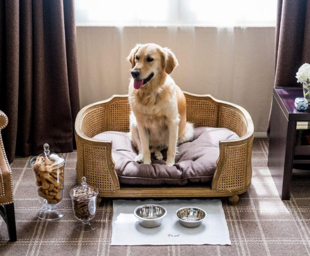 Comment trouver un hébergement pour votre animal de compagnie